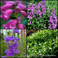 Penstemon Sour Grapes x 1 Plant Beard Tongue Cottage Garden Flowering Shrubs Evergreen Hardy Frost Rockery Borders Bearded Hybrid