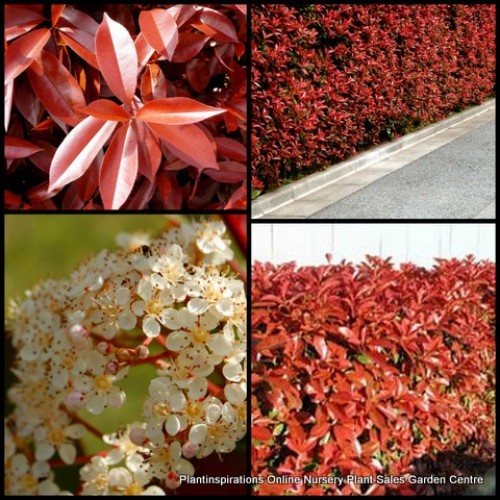 Photinia robusta x 1 Plants Red Foliage Hedge Screening Plants Fast Growing Garden Shrubs Trees Hedging Screen White Flowers fraseri