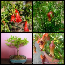 Pomegranate Dwarf 1 Plants Punica granatum nana Red Flowering Fruit