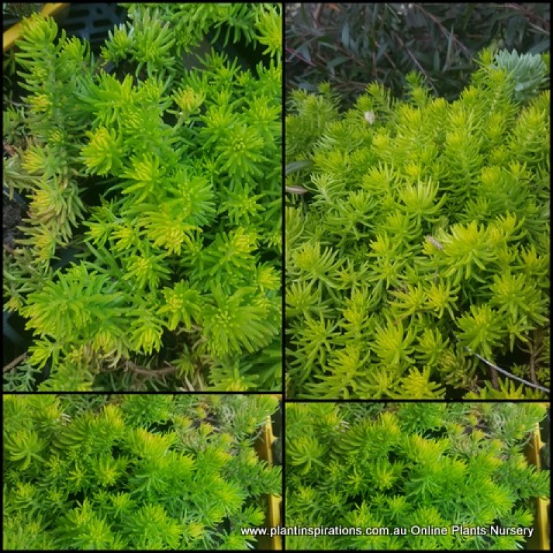 Sedum Lemon And Lime X 1 Succulents Plants Groundcover Stonecrop Hanging Basket Succulent Hardy Rockery Mexicanum