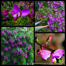 Polygala grandiflora 1 Plants Purple Sweet Pea Showy Milkwort