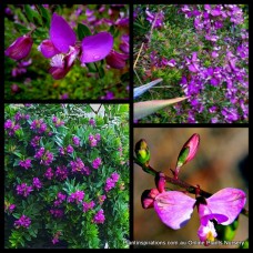 Polygala grandiflora x 1 Sweet Pea Bush plants Showy Miikwort Hardy Plants Flowering Hedge Rockery Garden Shrubs