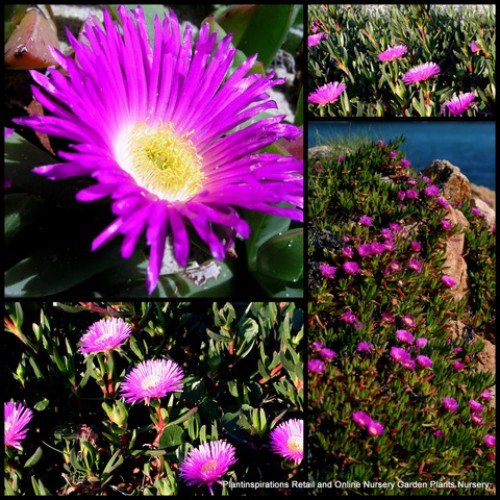 Pigface Giant Pink Flowering  x 1 Native Succulents Groundcover Plants Hardy Rockery Garden Drought Frost Pig Face Carpobrotus glaucescens