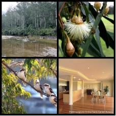 Eucalyptus Sydney Blue Gum 1 Plants Native Tall Trees saligna