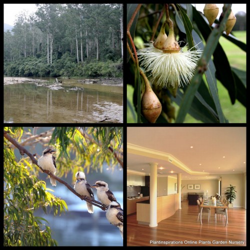 Eucalyptus Sydney Blue Gum 1 Plants Native Tall Trees saligna