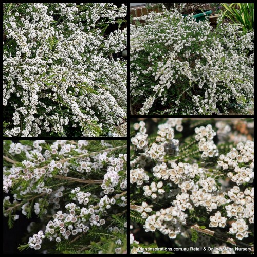 White Thryptomene Supernova 1 Plants Native Hedge Rock saxicola flowers