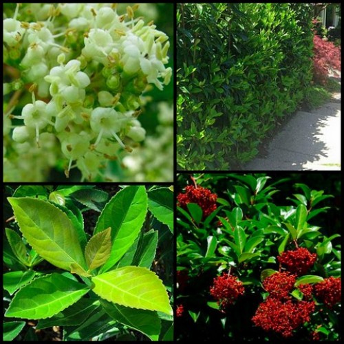 Sweet Viburnum Awabuki x 1 Plants Fragrant White Pink Flowering Hedging Screening Drought Tolerant Flowers Trees Shrubs odoratissimum