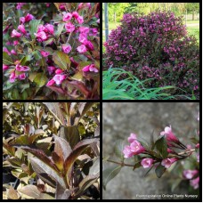 Weigela foliis purpureis Florida x 1 Plants Cottage Garden Pink Flowers Deciduous Flowering Purple foliage Shrubs Drought Frost Hardy