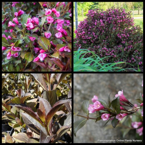 Weigela foliis purpureis Florida x 1 Plants Cottage Garden Pink Flowers Deciduous Flowering Purple foliage Shrubs Drought Frost Hardy