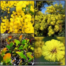 Acacia Golden Wattle x 1 Plants Native Trees Gold Yellow Flowering Plants Hardy Drought Frost Resistant Bird Attracting pycnantha