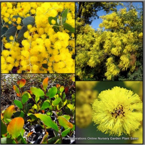 Acacia Golden Wattle x 1 Plants Native Trees Gold Yellow Flowering Plants Hardy Drought Frost Resistant Bird Attracting pycnantha