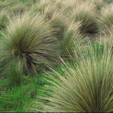 Tussock Grass Blue 1 Plants Native Coast Poa poiformis