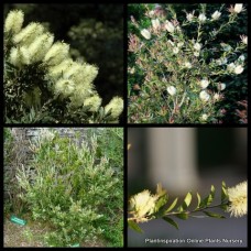 Bottlebrush Lemon x 1 Plants Light Yellow Cream Flowering Native Plants Shrubs Trees Bottle Brush Rockery Screen Hedge Bush Callistemon pallidus