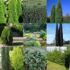 Conifers Mixed x 7 Plants 3 Types Random Pack Hardy Narrow Hedge Deep Emerald Green Pine Cypress Plants Shrubs Christmas Trees Pots Bonsai Topiary