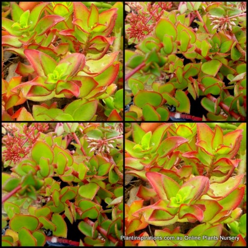 Crassula sarmentosa Green x 1 Trailing Jade Succulents Plants Rockery