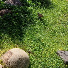 Dichondra Emerald Falls 1 Plants Hanging Basket Cascading Ground Cover repens 