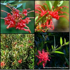 Grevillea Big Red 1 Flowering Native Garden Plants Shrubs 