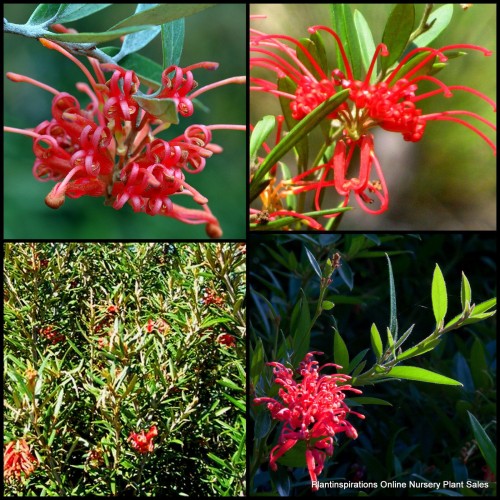 Grevillea Big Red 1 Flowering Native Garden Plants Shrubs 