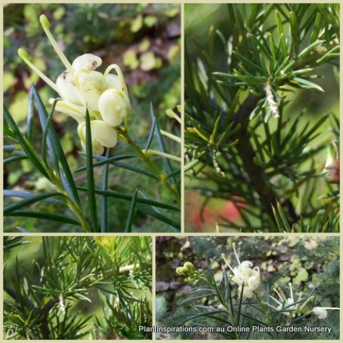 Grevillea Rosemary Leaved Yellow x 1 Plant Hardy Native Shrubs Cream White Pale Flowering Spider Flowers Plants Rockery Hedge Screen Border rosmarinifolia lutea